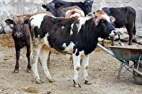 شیوع بیماری تب برفکی در فصل گرم سال