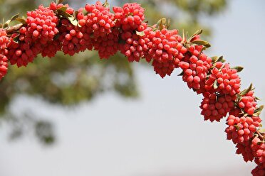 معرفی نخستین رقم زرشک بی دانه دنیا در خراسان جنوبی تا پایان سال
