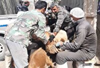 آغاز واکسیناسیون بیماری تب برفکی در فریمان