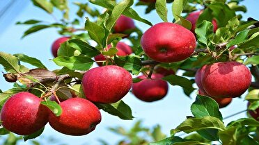 آغاز برداشت سیب در خراسان شمالی