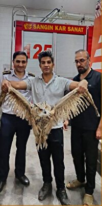 نجات یک بهله شاه بوف توسط آتش نشانان نیشابور