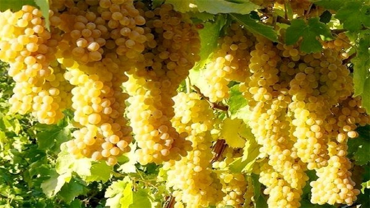 پیام خراسان