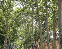 زوال تدریجی درختان چنار خیابان کوهسنگی مشهد