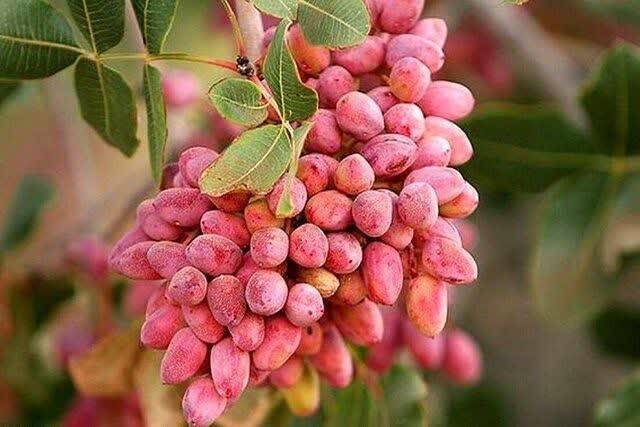 پیام خراسان