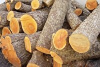 کشف ۵ تن چوب قاچاق تاغ در بجنورد