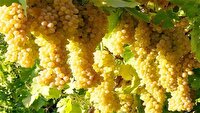 پیش بینی صادرات سه هزار تن انگور خراسان شمالی