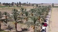 آغاز برداشت دسترنج شیرین نخل کاران طبسی