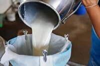افزایش ۲۳ درصدی تولید شیر در رشتخوار
