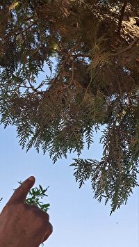 سرو‌های تاریخی زیرکوه با قدمت ۱۵۰۰ ساله، میراثی ماندگار در خراسان جنوبی