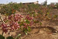 برداشت ۸۷۰ تن پسته در جغتای