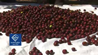 سرمایه گذاری برای فرآوری  عناب  خراسان جنوبی