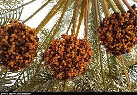 پیام خراسان