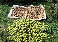 کاهش ۵۰ درصدی تولید گردو در کوهسرخ به سبب سرمازدگی