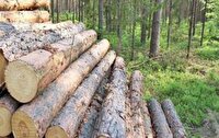 کشف ۱۰ تُن چوب تاغ جنگلی در بجنورد