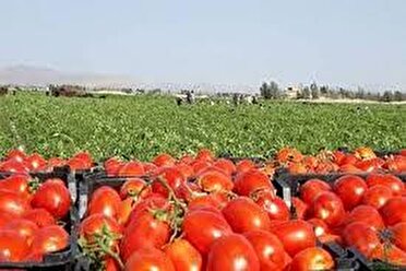 برداشت مکانیزه گوجه فرنگی در فاروج