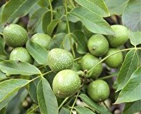 هیا هوی گردو چینی در باغات فاروج
