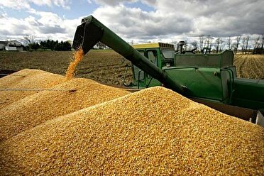 پایان عملیات خرید تضمینی گندم در خراسان رضوی