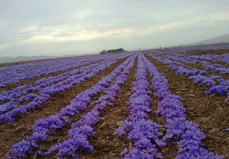 پیام خراسان