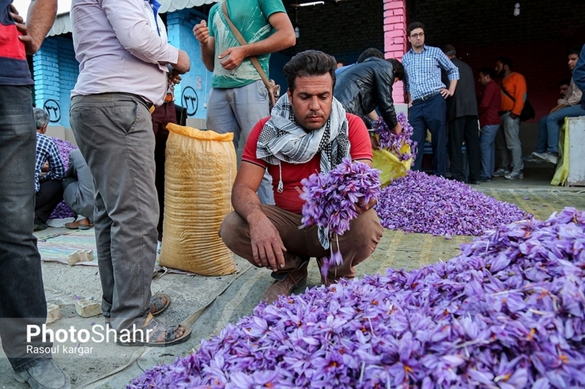 ثبات قیمت گل زعفران؛ افزایش اندک قیمت نگین زعفران