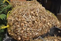 کشف ۲ تن پیاز زعفران قاچاق در سرایان