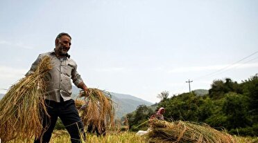کاهش ۲۰ درصدی برداشت برنج در کلات در سال جاری