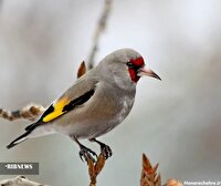 دستگیری متخلف زنده‌گیری سهره طلایی در شیروان
