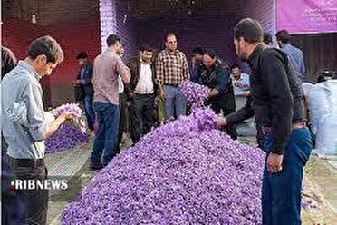 آغاز فعالیت روستا بازار خرید و فروش گل زعفران در فاروج