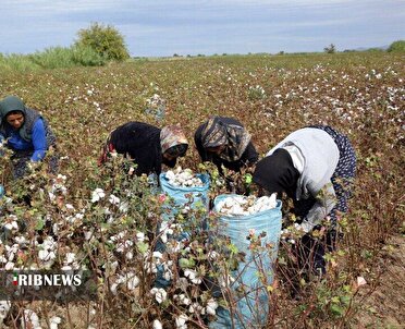 آغاز برداشت پنبه از پنبه زار‌های خراسان شمالی