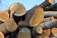کشف ۳ تن چوب جنگلی قاچاق در بردسکن