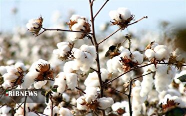 برداشت طلای سفید از مزارع مانه