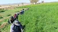 برداشت هزار تن شوید از مزارع شهرستان عشق آباد