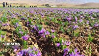 برداشت طلاح سرخ در فاروج