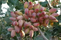 کاهش میزان تولید پسته در تربت‌ حیدریه