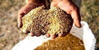 میان‌ جلگه؛ قطب تولید بذرهای اصلاح‌ شده در خراسان رضوی