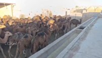 توسعه اشتغال در عشق آباد با حمایت از صنعت شترداری