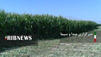 استقبال از ذرت علوفه‌ای در سملقان برای مقابله با کم آبی