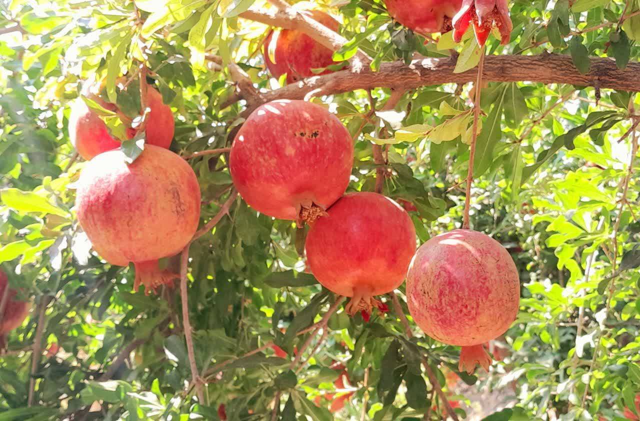 پیام خراسان