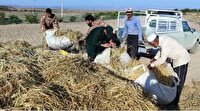 مشارکت ۱۶۶ گروه جهادی در جمع آوری محصولات کشاورزی خراسان جنوبی