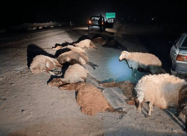 تلف شدن ۱۲ راس گوسفند در تصادف جاده انابد به درونه بردسکن