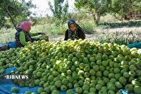 برداشت حدود ۵۷ هزار تن سیب در خراسان شمالی