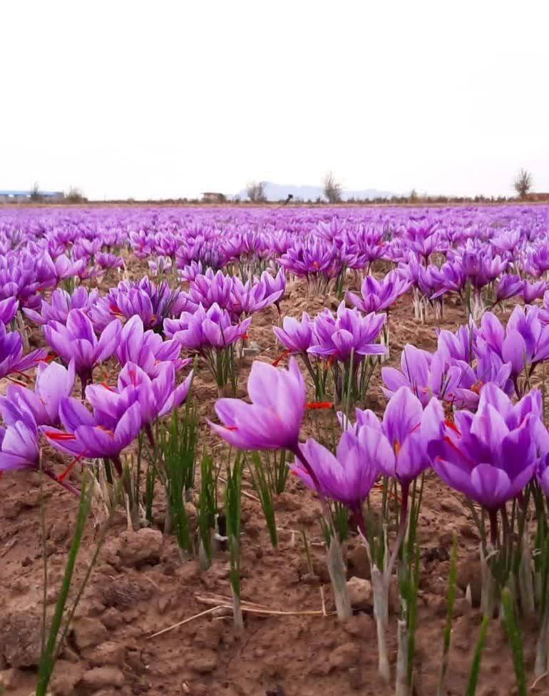 آغاز برداشت زعفران در نیشابور