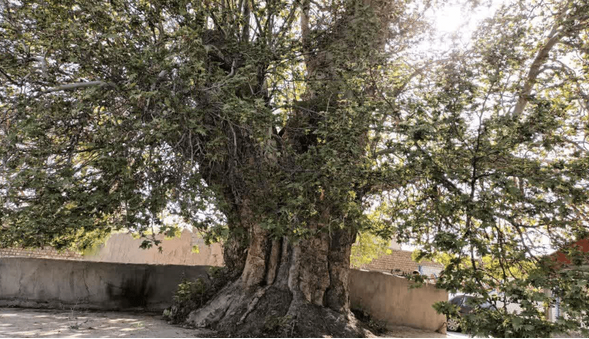 درخت 500 ساله روستای احمدآباد گلمکان در انتظار ثبت ملی