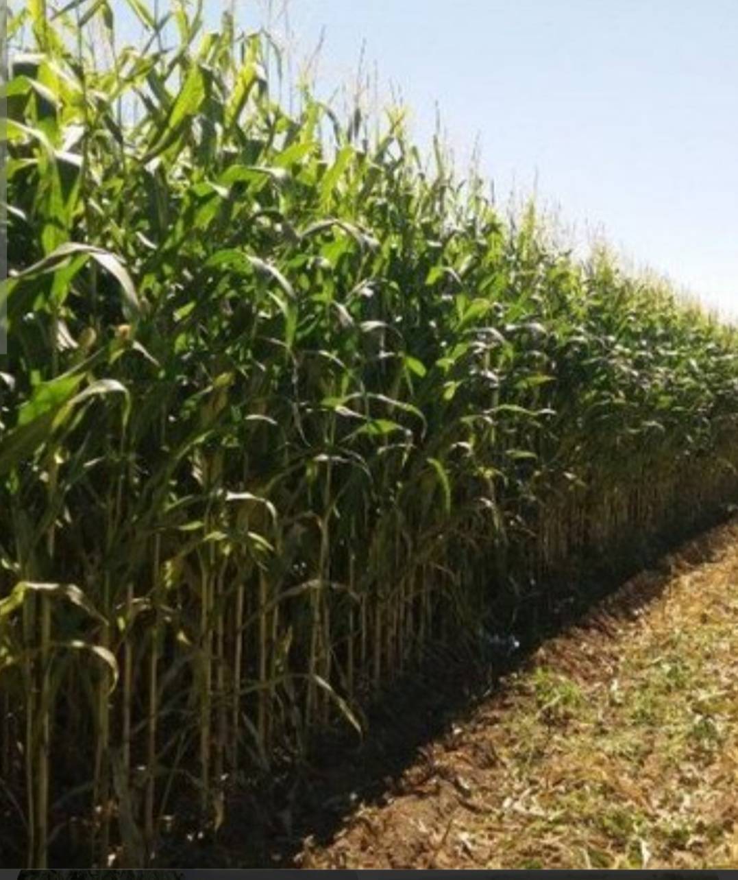 پیش بینی تولید بیش از ۲۱ هزارتن ذرت علوفه ای در سرخس.