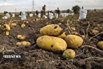 تولید ۵۳ درصد سیب زمینی خراسان شمالی در فاروج