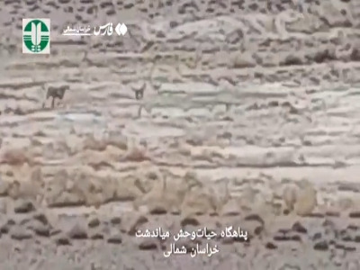 مشاهده ۵ قلاده یوزپلنگ آسیایی در میاندشت خراسان‌شمالی