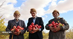 انارهای عشق ، روایتی از تلاش در دل باغ‌های جاجرم