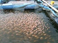 توزیع بیش از ۱۷ هزار قطعه بچه ماهی گرمابی کپور در شهرستان کاشمر