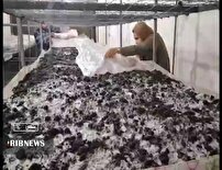 موفقیت بانوی سملقانی در پرورش صنعت قارچ