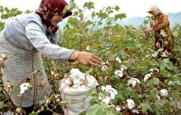 آغاز برداشت پنبه از مزارع تربت‌ حیدریه