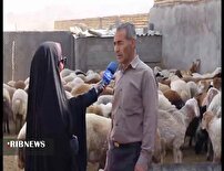 چالش‌های دامداری سنتی تهدیدی برای صنایع لبنی و اقتصاد خراسان شمالی